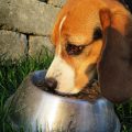chien repas